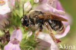 Long-horned Bee (Eucera longicornis)