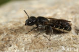 Chelostoma rapunculi