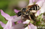 Slurfbij (Rophites quinquespinosus)