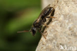 Shaggy Mining Bee (Lasioglossum villosulum)