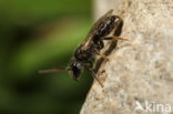 Biggenkruidgroefbij (Lasioglossum villosulum)