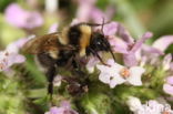 Small garden bumblebee (Bombus hortorum)