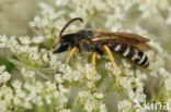 Breedbandgroefbij (Halictus scabiosae)