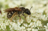 Parkbronsgroefbij (Halictus tumulorum)