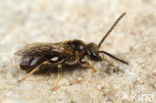 Kleigroefbij (Lasioglossum pauxillum)