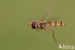 Marmelade Fly (Episyrphus balteatus)