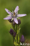 felwort (Swertia perennis)