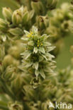 Witte nieswortel (Veratrum album)