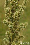 False Helleborine (Veratrum album)