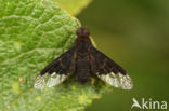 Hemipenthes morio