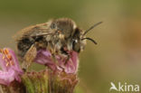 Nepetabij (Anthophora quadrimaculata)