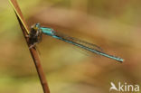 Scarce Blue-tailed Damselfly (Ischnura pumilio)