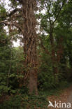 Common ivy (Hedera helix)