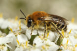 Zuidelijke zijdebij (Colletes similis)