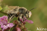 Nepetabij (Anthophora quadrimaculata)