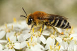 Zuidelijke zijdebij (Colletes similis)