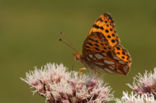 Queen of Spain Fritillary (Issoria lathonia)