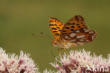 Queen of Spain Fritillary (Issoria lathonia)