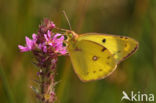 Pale Clouded Yellow (Colias hyale)