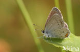 Staartblauwtje (Cupido argiades)