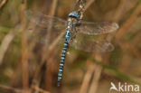 Zuidelijke glazenmaker (Aeshna affinis)