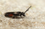 Sphecodes gibbus