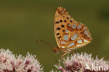 Queen of Spain Fritillary (Issoria lathonia)