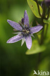 felwort (Swertia perennis)