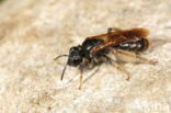 mining bee (Andrena hattorfiana)