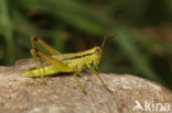 Mecostethus parapleurus