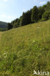 chalk grassland