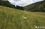 chalk grassland