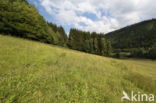 chalk grassland