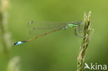 Lantaarntje (Ischnura elegans)