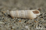Pyrgolidium internodulum