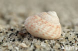 Gibbula octosulcata