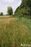 meadow