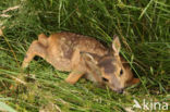 Roe Deer (Capreolus capreolus)