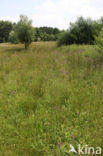 meadow