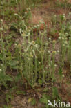 Common Cutweed (Filago vulgaris)