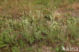Duits viltkruid (Filago vulgaris)