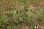 Common Cutweed (Filago vulgaris)