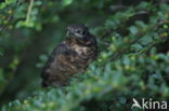 Merel (Turdus merula)