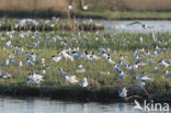 Zwartkopmeeuw (Larus melanocephalus)