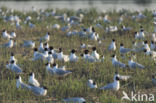 Zwartkopmeeuw (Larus melanocephalus)