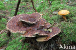 Houtboleet (Pulveroboletus lignicola)