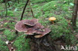 Houtboleet (Pulveroboletus lignicola)