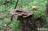 Pulveroboletus lignicola