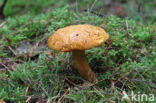 Houtboleet (Pulveroboletus lignicola)