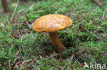 Houtboleet (Pulveroboletus lignicola)